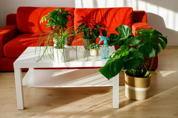 Cum să decorezi livingul cu plante de interior