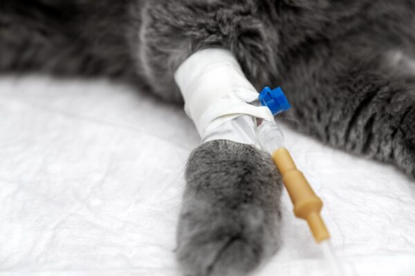 Servicii pentru urgențe veterinare în cadrul PartnerVet: ce trebuie să știe proprietarii de animale